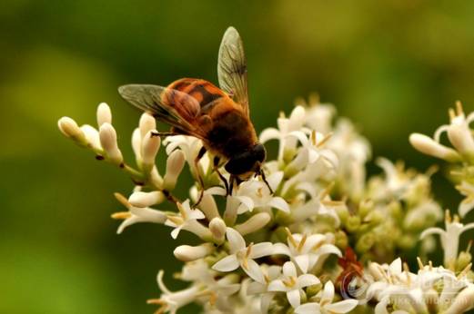 野蜜蜂怎么收回家(野外抓捕蜜蜂回來養(yǎng)的方法) 野蜜蜂怎么收回家(野外抓捕蜜蜂回來養(yǎng)的方法)
