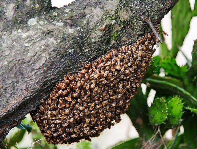 野蜜蜂怎么收回家(野外抓捕蜜蜂回來養(yǎng)的方法) 野蜜蜂怎么收回家(野外抓捕蜜蜂回來養(yǎng)的方法)