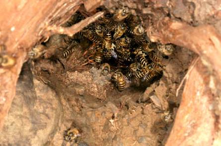 野蜜蜂怎么收回家(野外抓捕蜜蜂回來養(yǎng)的方法) 野蜜蜂怎么收回家(野外抓捕蜜蜂回來養(yǎng)的方法)