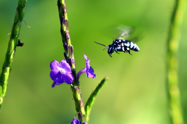 工蜂翅膀邊緣爛了是什么原因(工蜂翅膀邊緣腐爛的原因) 工蜂翅膀邊緣爛了是什么原因(工蜂翅膀邊緣腐爛的原因)