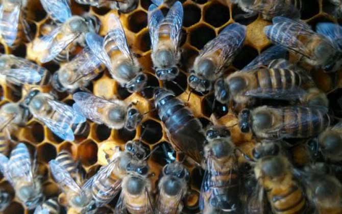 中蜂阿壩王在廣西能養嗎(阿壩蜜蜂在南方可以養嗎) 中蜂阿壩王在廣西能養嗎(阿壩蜜蜂在南方可以養嗎)