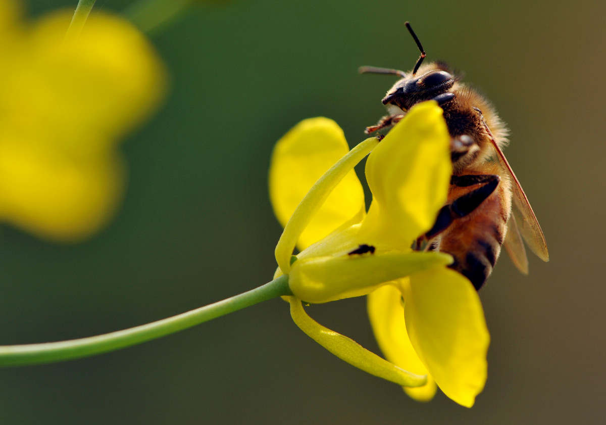 養蜜蜂的法律法規(養蜂管理辦法處理的的法律法規) 養蜜蜂的法律法規(養蜂管理辦法處理的的法律法規)