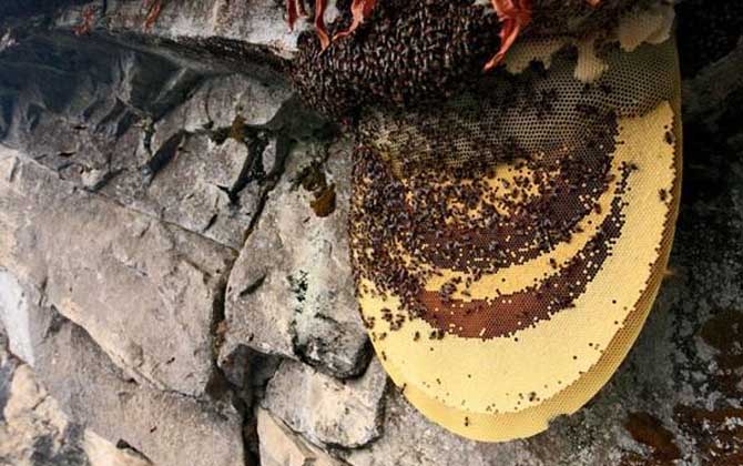 阿壩中蜂和其他中蜂是一樣嗎(阿壩蜂是中蜂嗎) 阿壩中蜂和其他中蜂是一樣嗎(阿壩蜂是中蜂嗎)