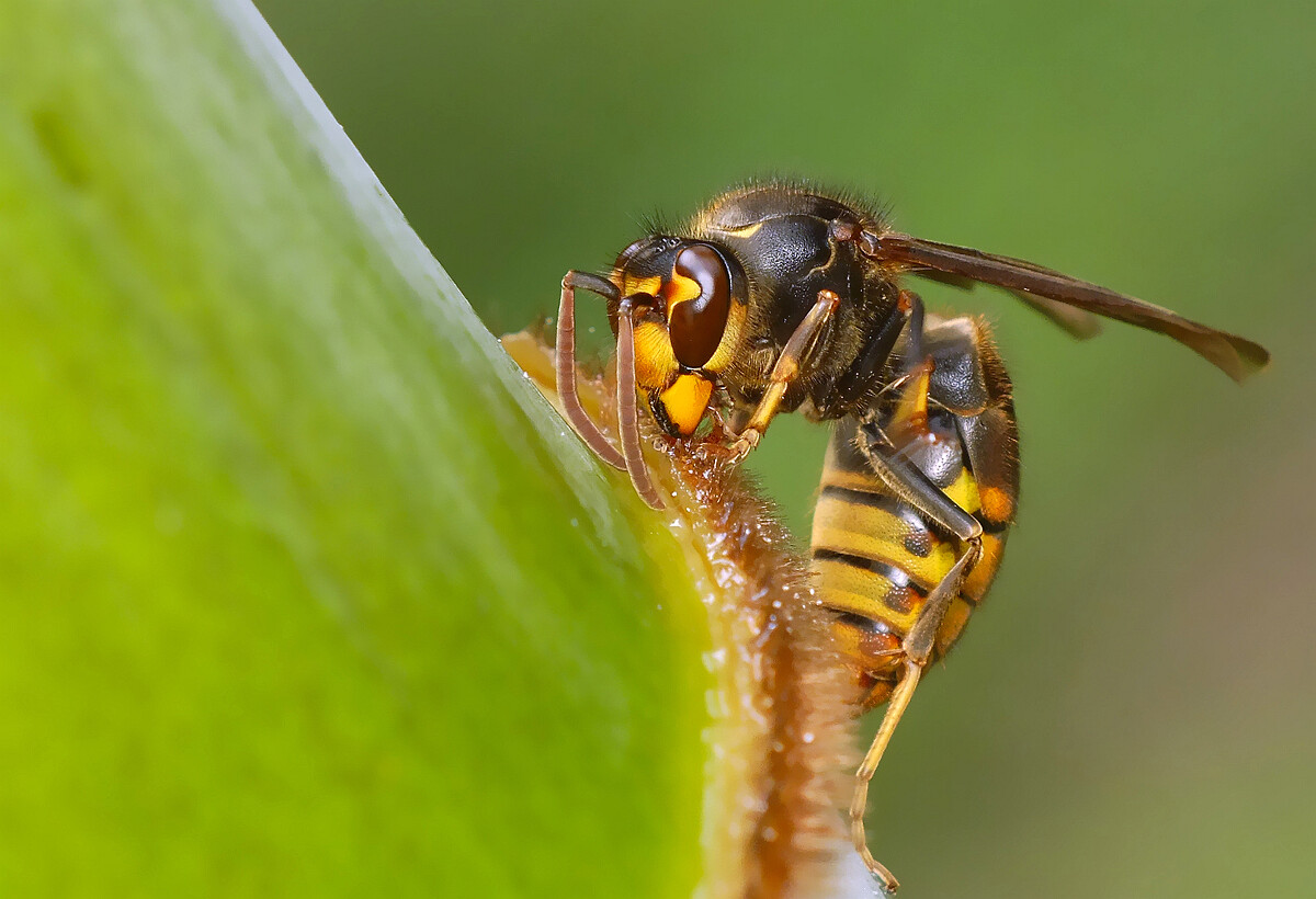 胡蜂采樹漿做什么（馬蜂啃樹漿做什么）
