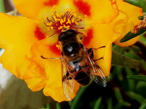 蜂王與工蜂的相同點(diǎn)是什么(意蜂蠟在實(shí)際中的運(yùn)用) 蜂王與工蜂的相同點(diǎn)是什么(意蜂蠟在實(shí)際中的運(yùn)用)