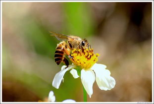 蜂王與工蜂的相同點(diǎn)是什么(意蜂蠟在實(shí)際中的運(yùn)用) 蜂王與工蜂的相同點(diǎn)是什么(意蜂蠟在實(shí)際中的運(yùn)用)