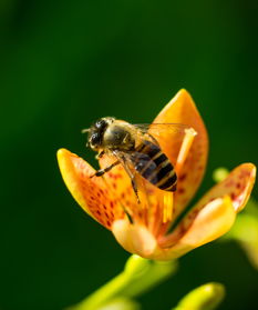 蜂王與工蜂的相同點(diǎn)是什么(意蜂蠟在實(shí)際中的運(yùn)用) 蜂王與工蜂的相同點(diǎn)是什么(意蜂蠟在實(shí)際中的運(yùn)用)