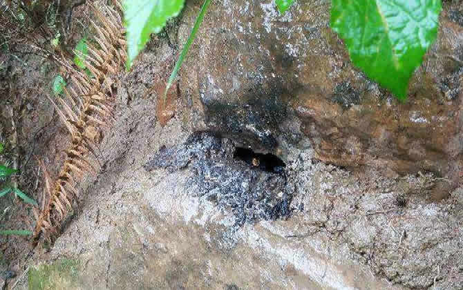 為什么誘蜂洞用火燒? /Uploads/arcfiles/image/2023/168705013531274.jpg