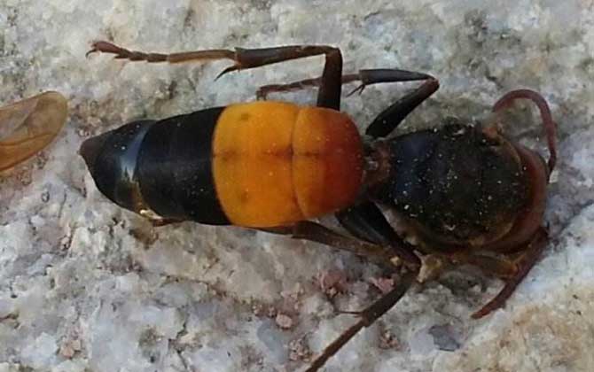 世界十大毒蜂排名(世界上最毒的蜂排名) 黃腰胡蜂