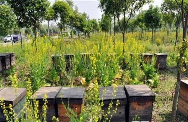 蜜蜂快速繁殖發展的方法 蜜蜂快速繁殖發展的方法