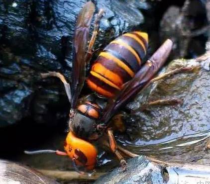胡蜂會(huì)產(chǎn)蜂蜜嗎（胡蜂有沒有蜜）