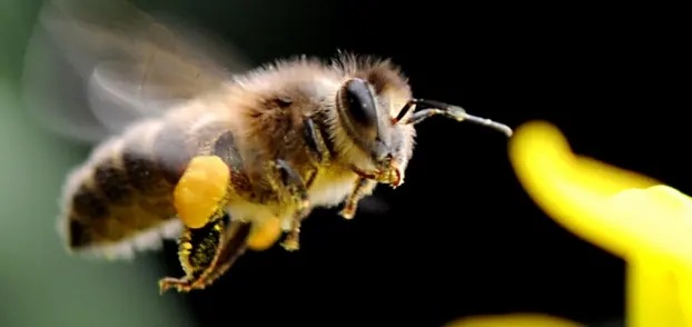 東北黑蜂的缺點是什么(東北黑蜂事中蜂還是意蜂) 東北黑蜂的缺點是什么