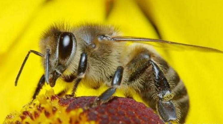 四川阿壩有中蜂賣嗎(阿壩中蜂怎么買) 四川阿壩有中蜂賣嗎(阿壩中蜂怎么買)