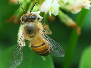 馬蜂最簡(jiǎn)單的驅(qū)趕方法(在不傷害馬蜂的情況下,如何驅(qū)逐馬蜂) 馬蜂最簡(jiǎn)單的驅(qū)趕方法(在不傷害馬蜂的情況下,如何驅(qū)逐馬蜂)