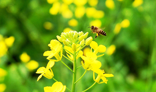 什么花流蜜最多?(盤點(diǎn)那些花流蜜多) 什么花流蜜最多?(盤點(diǎn)那些花流蜜多)