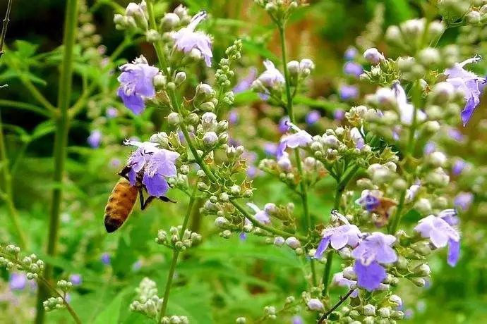 什么花流蜜最多?(盤點(diǎn)那些花流蜜多) 什么花流蜜最多?(盤點(diǎn)那些花流蜜多)