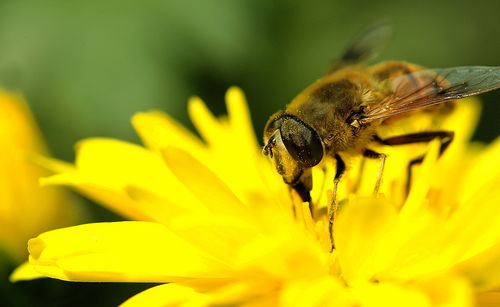 蜂群中大量工蜂死亡是什么原因(有雄蜂了為什么出現很多工蜂死亡) 蜂群中大量工蜂死亡是什么原因(有雄蜂了為什么出現很多工蜂死亡)