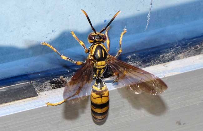 【蜜蜂知識】馬蜂和蜜蜂的區別 馬蜂和蜜蜂的區別