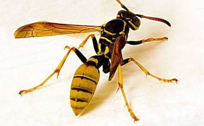 【蜜蜂知識】馬蜂和蜜蜂的區別 馬蜂和蜜蜂的區別