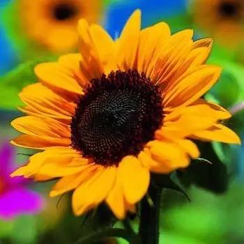 蜜蜂喜歡采什么花的蜜(蜜蜂吃什么花) 蜜蜂喜歡采什么花的蜜(蜜蜂吃什么花)