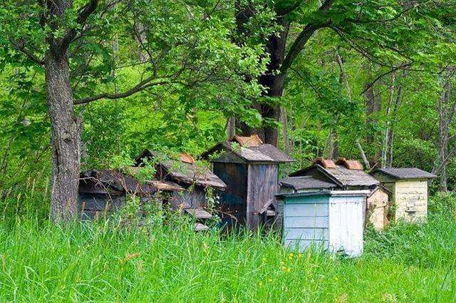 如何養蜂才能賺錢？有什么秘訣嗎？養蜂賺錢的必備條件！