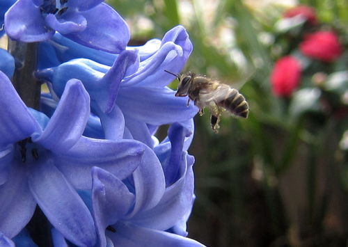 吉林省主要蜜源及放蜂路線(吉林養蜂需要知道的蜜源和放蜂路線圖) 吉林省主要蜜源及放蜂路線(吉林養蜂需要知道的蜜源和放蜂路線圖)