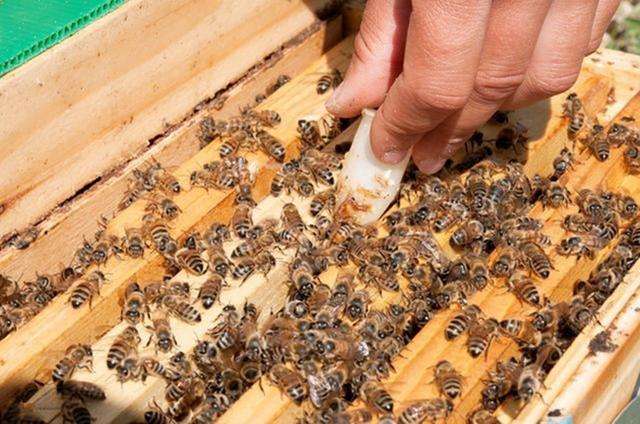 怎樣人工培育優質蜂王? 怎樣人工培育優質蜂王?