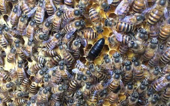怎樣人工培育優質蜂王? 怎樣人工培育優質蜂王?
