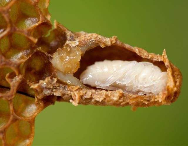 怎樣人工培育優質蜂王? 怎樣人工培育優質蜂王?