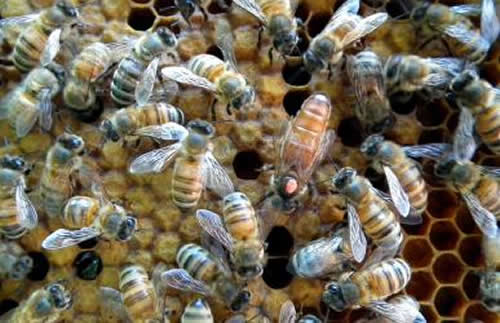 殺死蜂王蜜蜂會怎么樣？(其他蜜蜂怎么辦？會報仇嗎？)