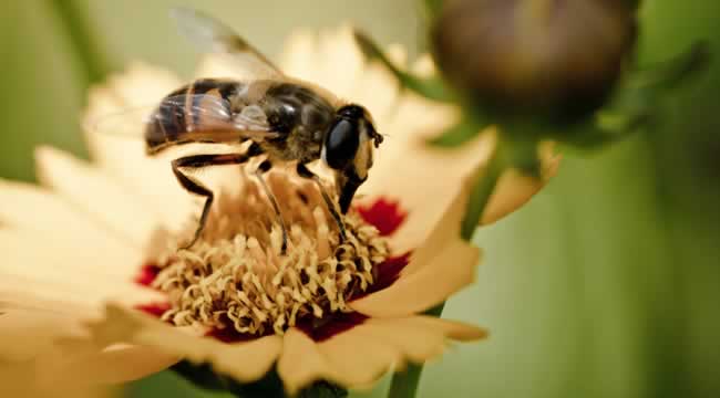 蜜蜂科普知識(shí) 蜜蜂科