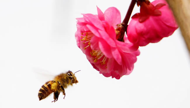 蜜蜂科普知識(shí) 蜜蜂科