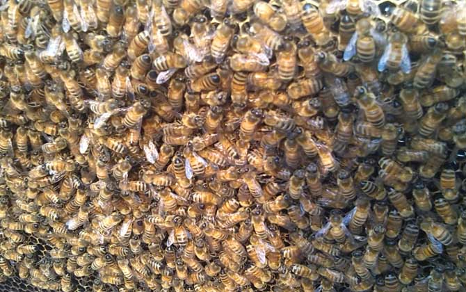 阿壩中蜂優奌和缺奌(阿壩中蜂有哪些優點和缺點) 阿壩中蜂優奌和缺奌(阿壩中蜂有哪些優點和缺點)