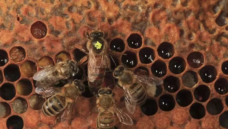 蜂王出逃剪翅對(duì)蜂王有影響嗎(蜂王剪了翅膀蜜蜂還會(huì)逃嗎) 蜂王出逃剪翅對(duì)蜂王有影響嗎(蜂王剪了翅膀蜜蜂還會(huì)逃嗎)