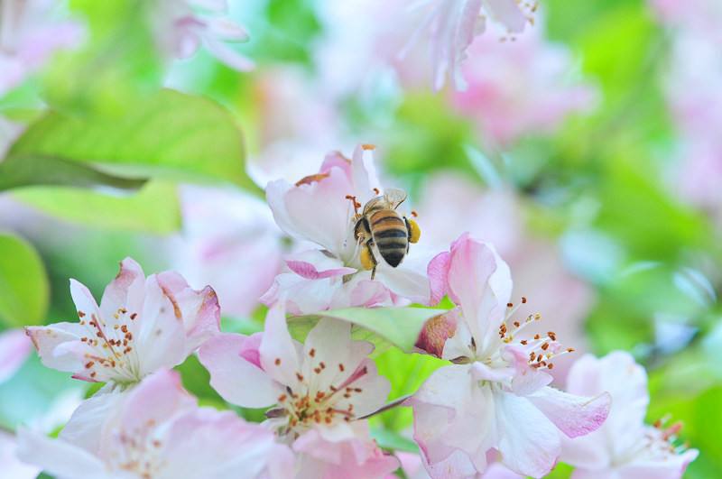 蜂王和蜂后的區(qū)別 蜂王和蜂后的區(qū)別