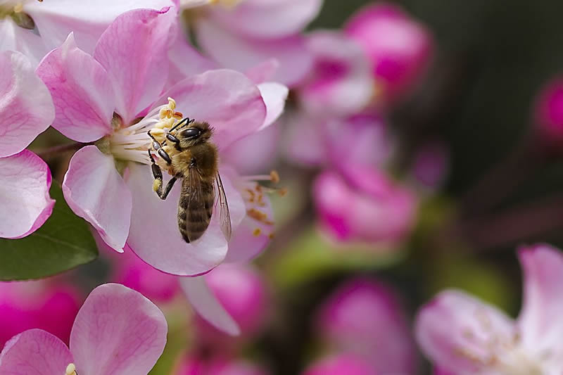 蜂王和蜂后的區(qū)別 蜂王和蜂后的區(qū)別