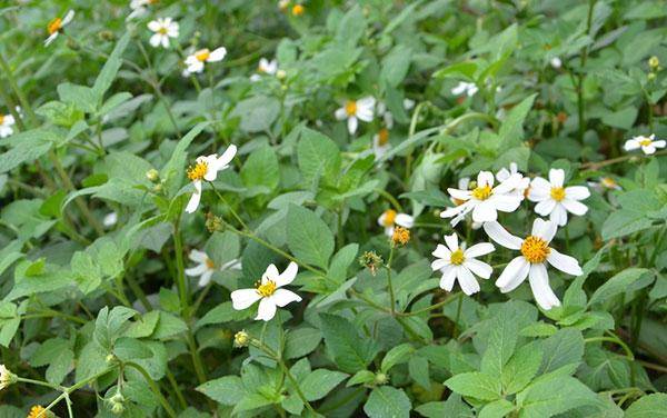 鬼針草是蜜源植物嗎？(鬼針草有果實嗎)
