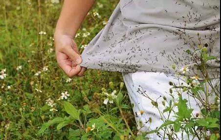 鬼針草是蜜源植物嗎？(鬼針草有果實嗎)