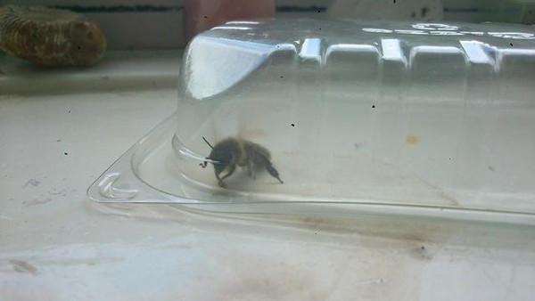 為什么家里有蜜蜂出現(xiàn)(家里無緣無故出現(xiàn)蜜蜂) 為什么家里有蜜蜂出現(xiàn)(家里無緣無故出現(xiàn)蜜蜂)