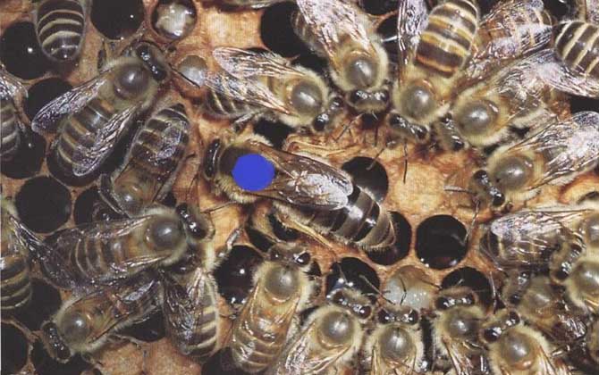 琿春黑蜂盜性強嗎 琿春黑蜂盜性