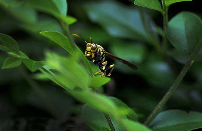 牛角蜂和馬蜂誰厲害(牛角蜂和馬蜂的區(qū)別) 牛角蜂和馬蜂誰厲害(牛角蜂和馬蜂的區(qū)別)