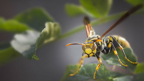 牛角蜂和馬蜂誰厲害(牛角蜂和馬蜂的區(qū)別) 牛角蜂和馬蜂誰厲害(牛角蜂和馬蜂的區(qū)別)