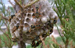 馬蜂和黃蜂的區別圖片（胡蜂、馬蜂和黃蜂，到底有什么區別）