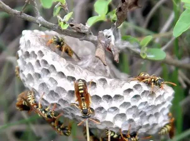 馬蜂和黃蜂的區別圖片（胡蜂、馬蜂和黃蜂，到底有什么區別）