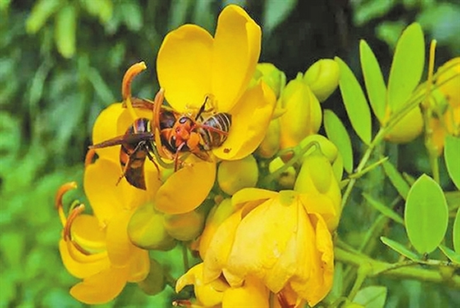 東方蜜蜂 東方蜜蜂