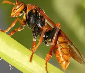 牛角蜂有蜂蜜嗎