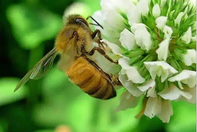 工蜂產卵怎么辦（附帶5種解決辦法）