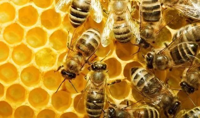 工蜂產(chǎn)卵急造王出臺有用嗎(工蜂產(chǎn)卵了怎樣介王) 工蜂產(chǎn)卵急造王出臺有用嗎(工蜂產(chǎn)卵了怎樣介王)