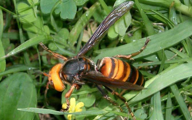 黃腰虎頭蜂蜂蛹哪個(gè)季節(jié)最多（黃腰虎頭蜂蛹幾月份最多）