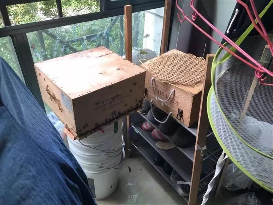 城市陽(yáng)臺(tái)養(yǎng)蜂技術(shù)（家庭養(yǎng)蜂需要什么條件）